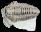 Nice, Flexicalymene Trilobite - Ohio #55400-1